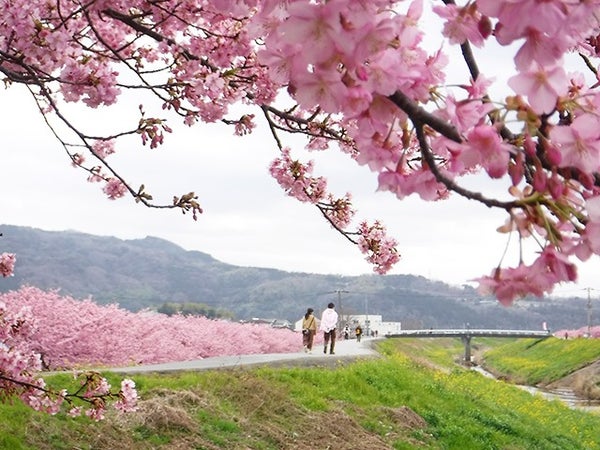 ■<横浜発>【静岡】春を先取り!お花見日和♪桜色に輝く「かんなみの桜まつり」&いちご狩り食べ放題!御殿場高原ランチブッフェ&クラフトビール飲み放題♪1